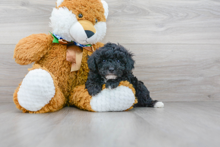 Cute Pudle Purebred Puppy