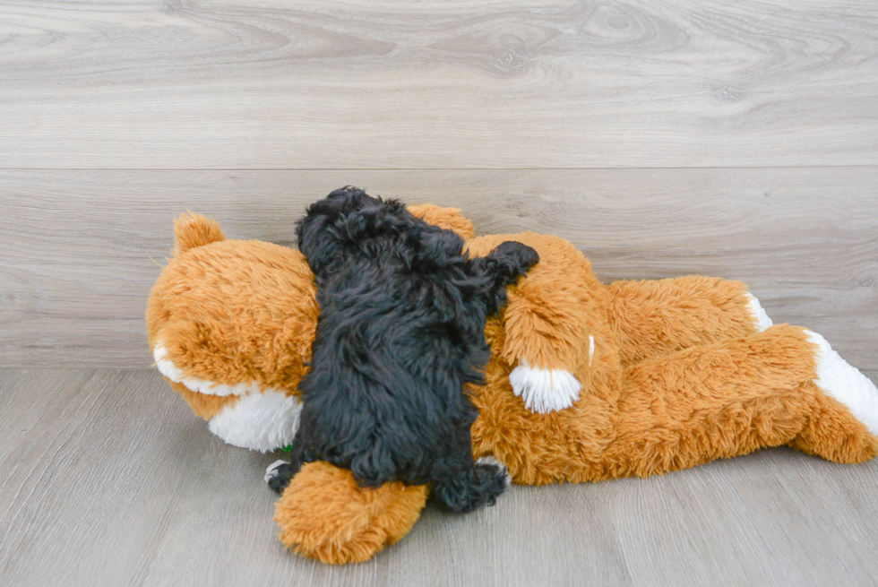 Poodle Puppy for Adoption