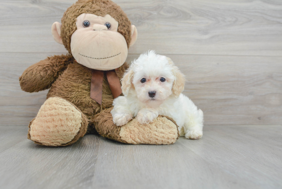 Hypoallergenic Poodle Baby