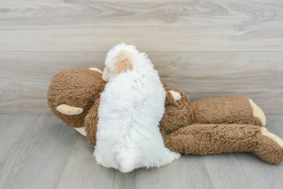 Playful Poodle Purebred Pup