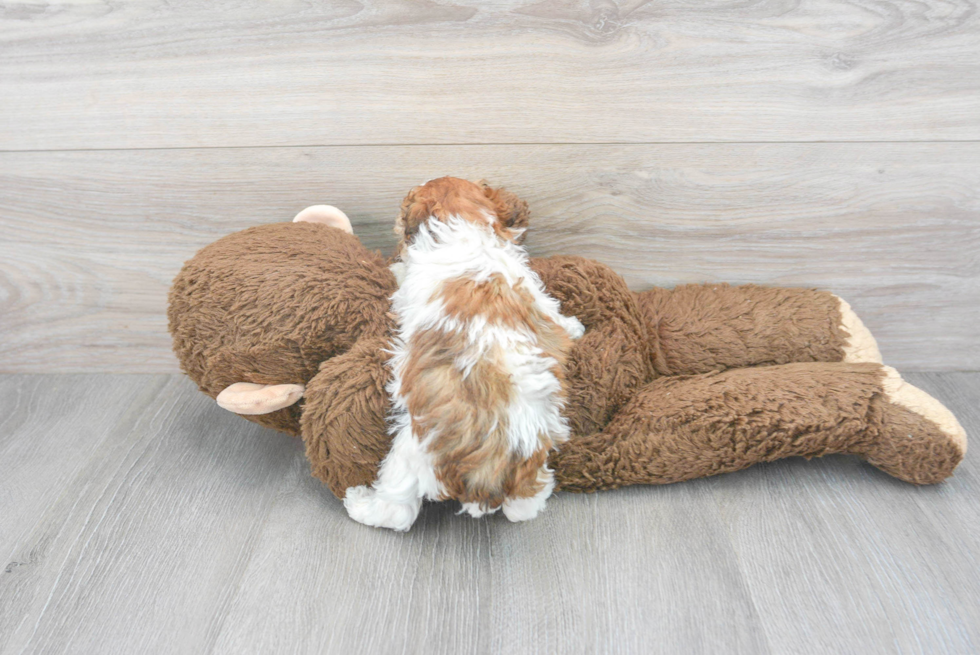 Adorable Pudle Purebred Puppy