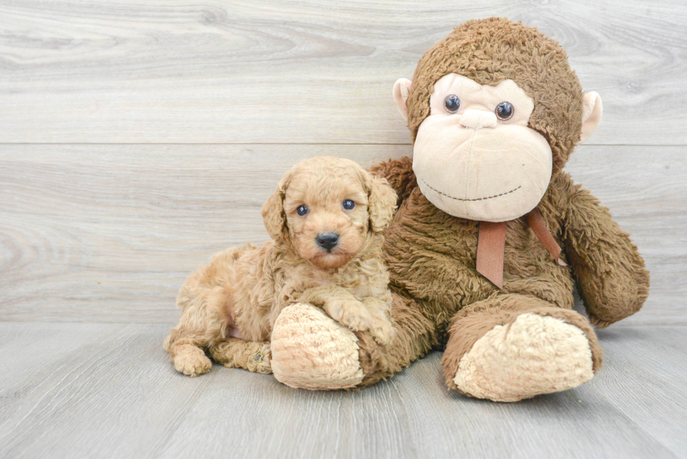 Hypoallergenic Poodle Baby