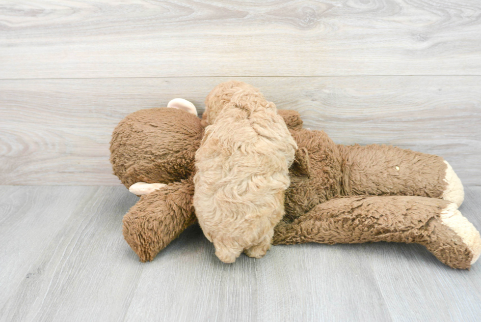 Funny Poodle Baby