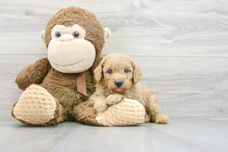 Cute Pudle Purebred Puppy