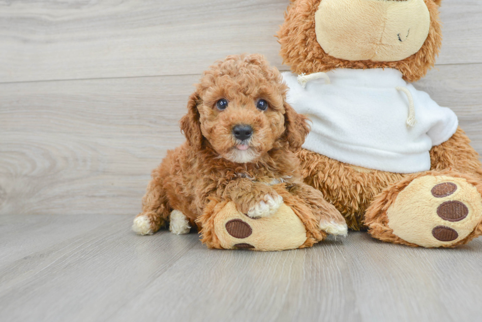 Popular Poodle Baby