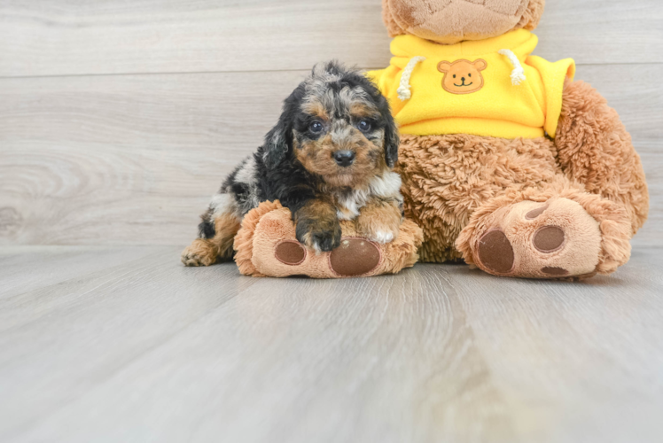 Poodle Pup Being Cute