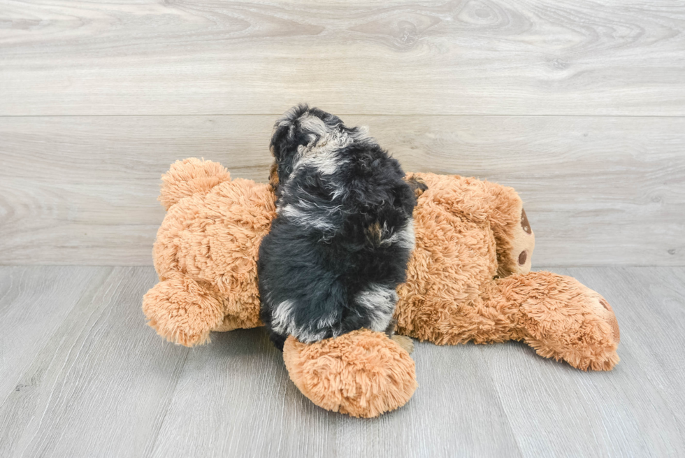 Petite Pudle Purebred Puppy