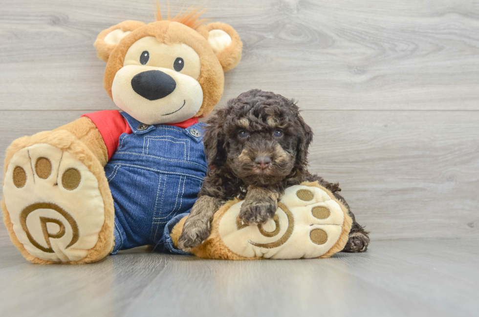 5 week old Poodle Puppy For Sale - Premier Pups