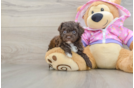 Popular Poodle Purebred Pup