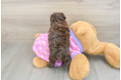 Smart Pudel Purebred Puppy
