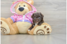 Poodle Pup Being Cute
