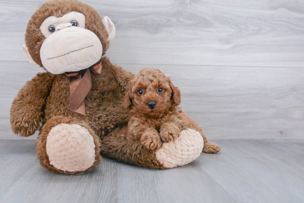 Poodle Puppy for Adoption