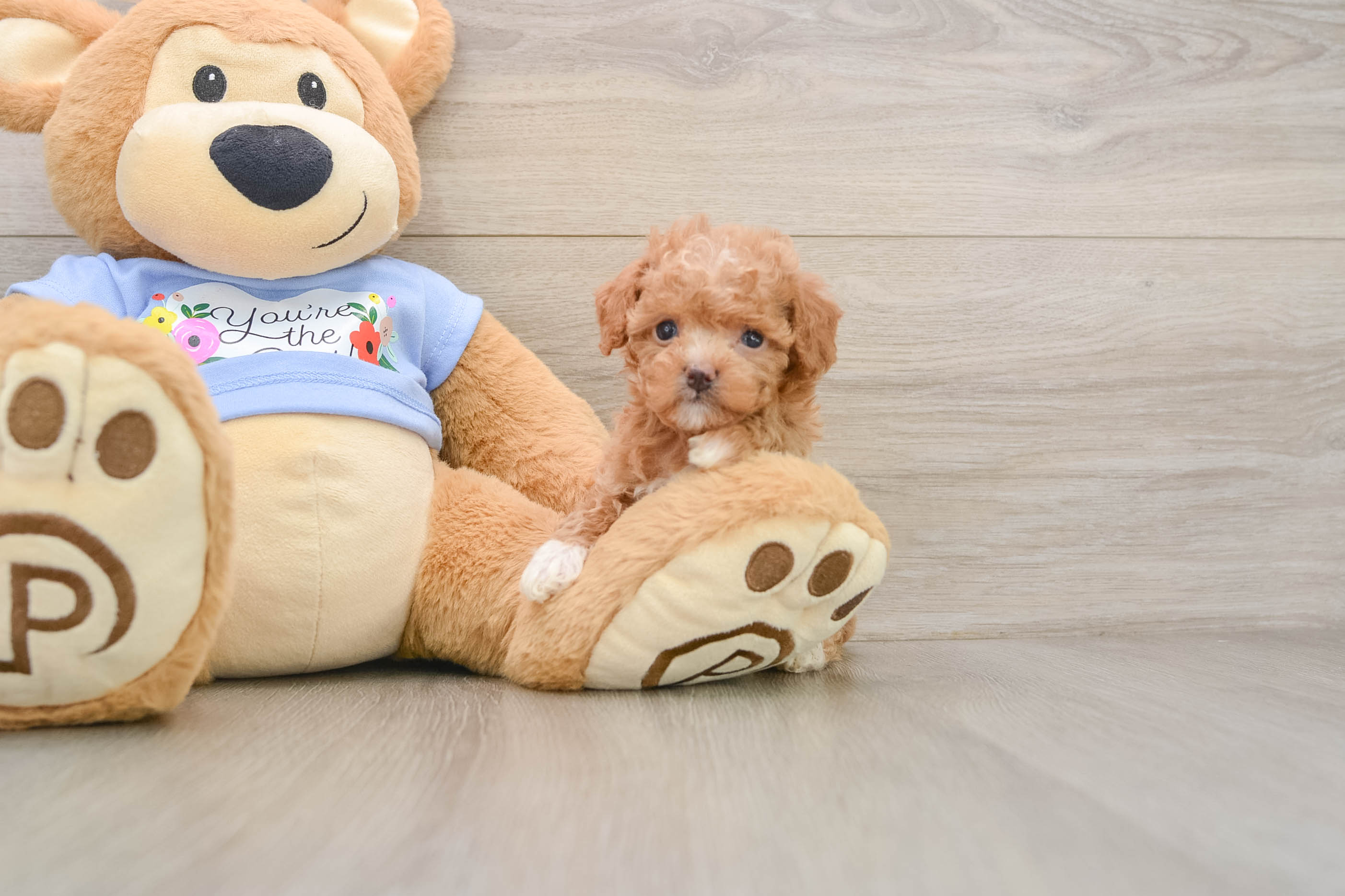 Poodle Puppy for Adoption