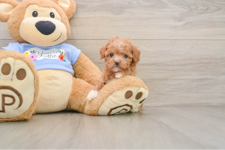 Poodle Puppy for Adoption