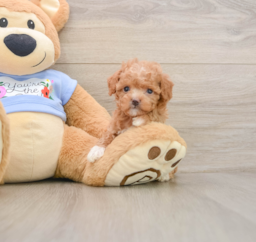 5 week old Poodle Puppy For Sale - Premier Pups