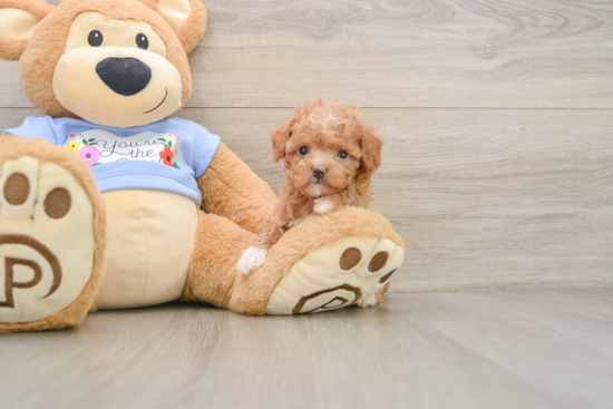 Poodle Puppy for Adoption