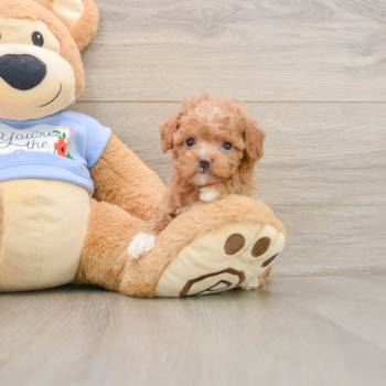 Poodle Puppy for Adoption