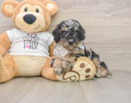 8 week old Poodle Puppy For Sale - Premier Pups