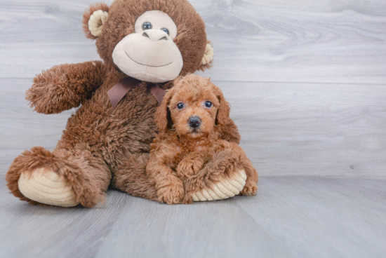 Poodle Pup Being Cute