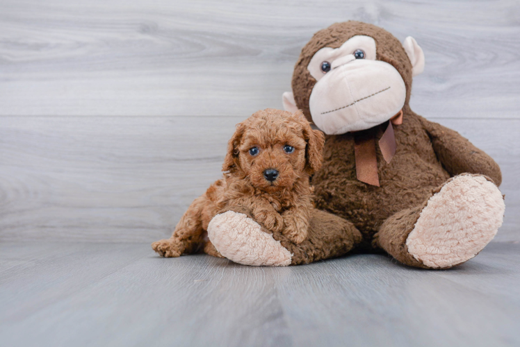 Poodle Pup Being Cute