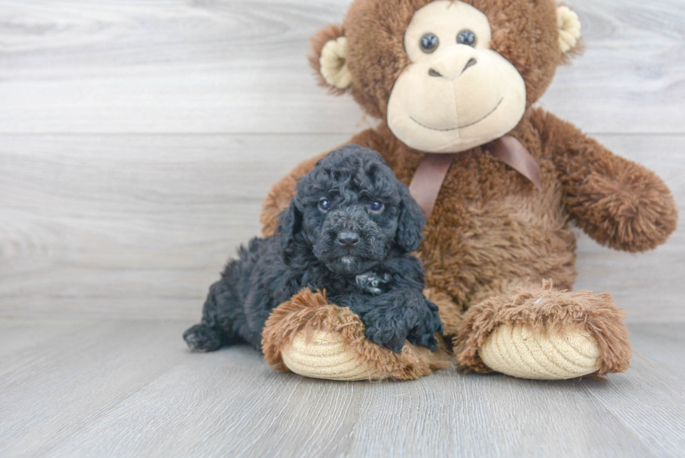 Fluffy Pudle Purebred Puppy