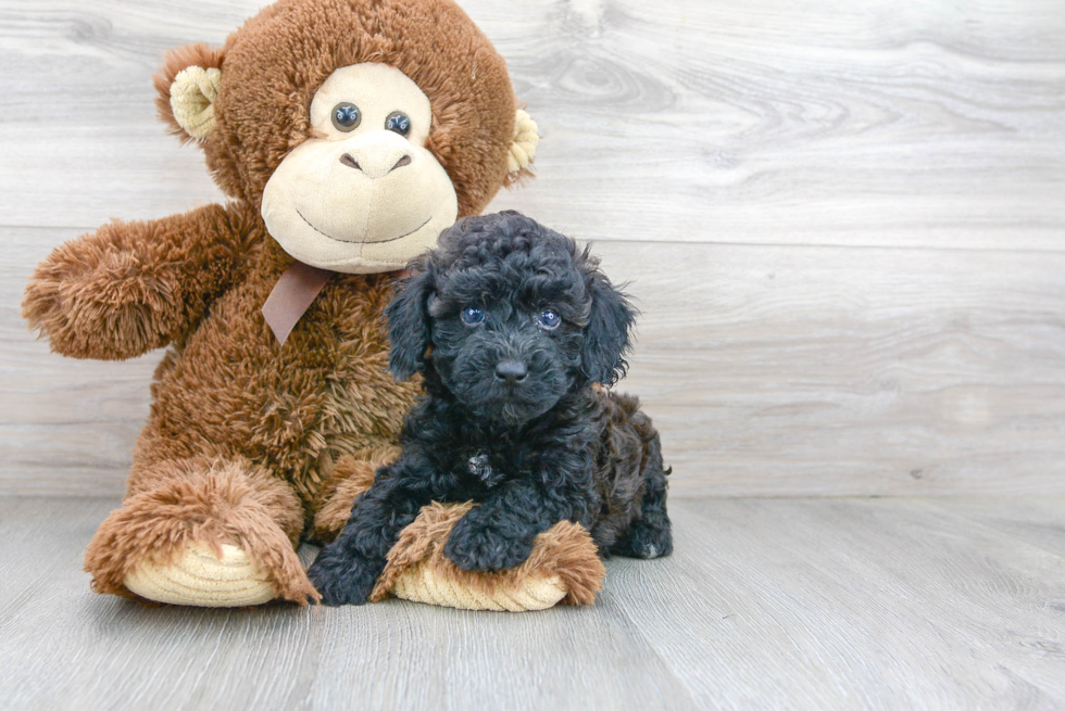 Poodle Pup Being Cute