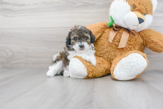 Small Poodle Purebred Pup