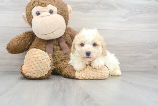 Poodle Pup Being Cute