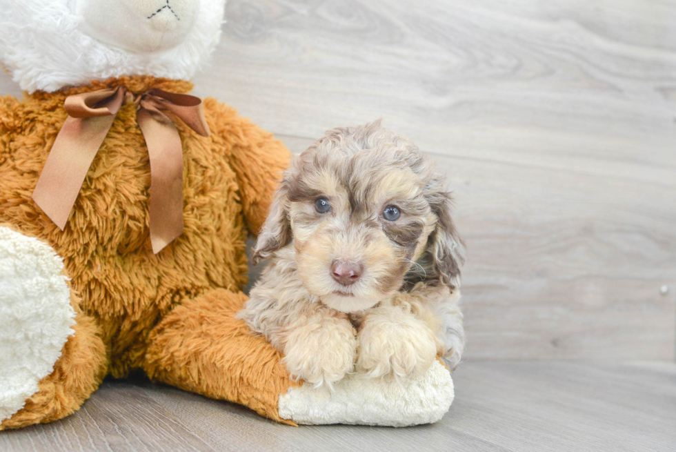 Poodle Puppy for Adoption