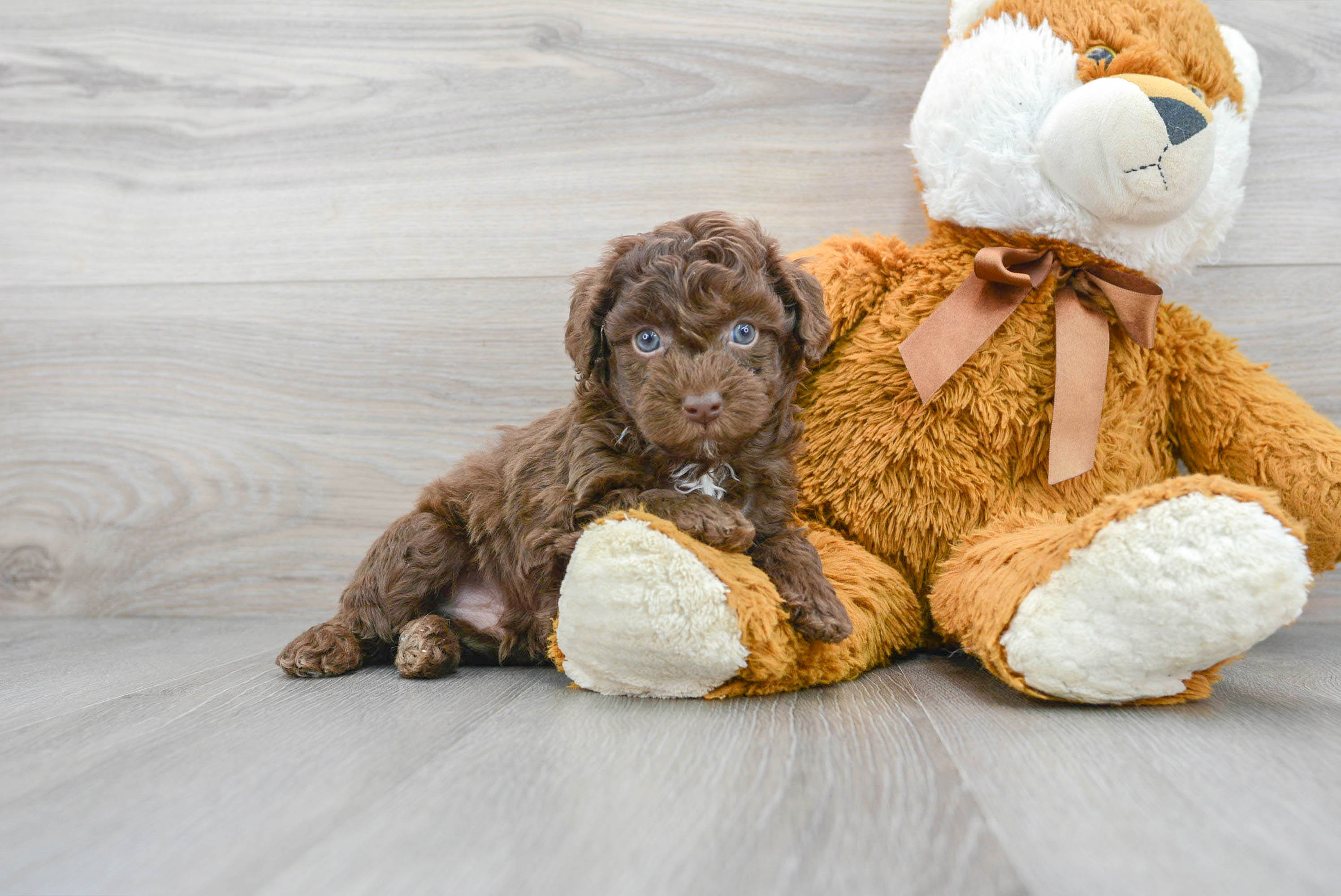 Little Poodle Baby