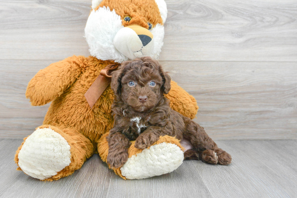 Little Poodle Purebred Pup