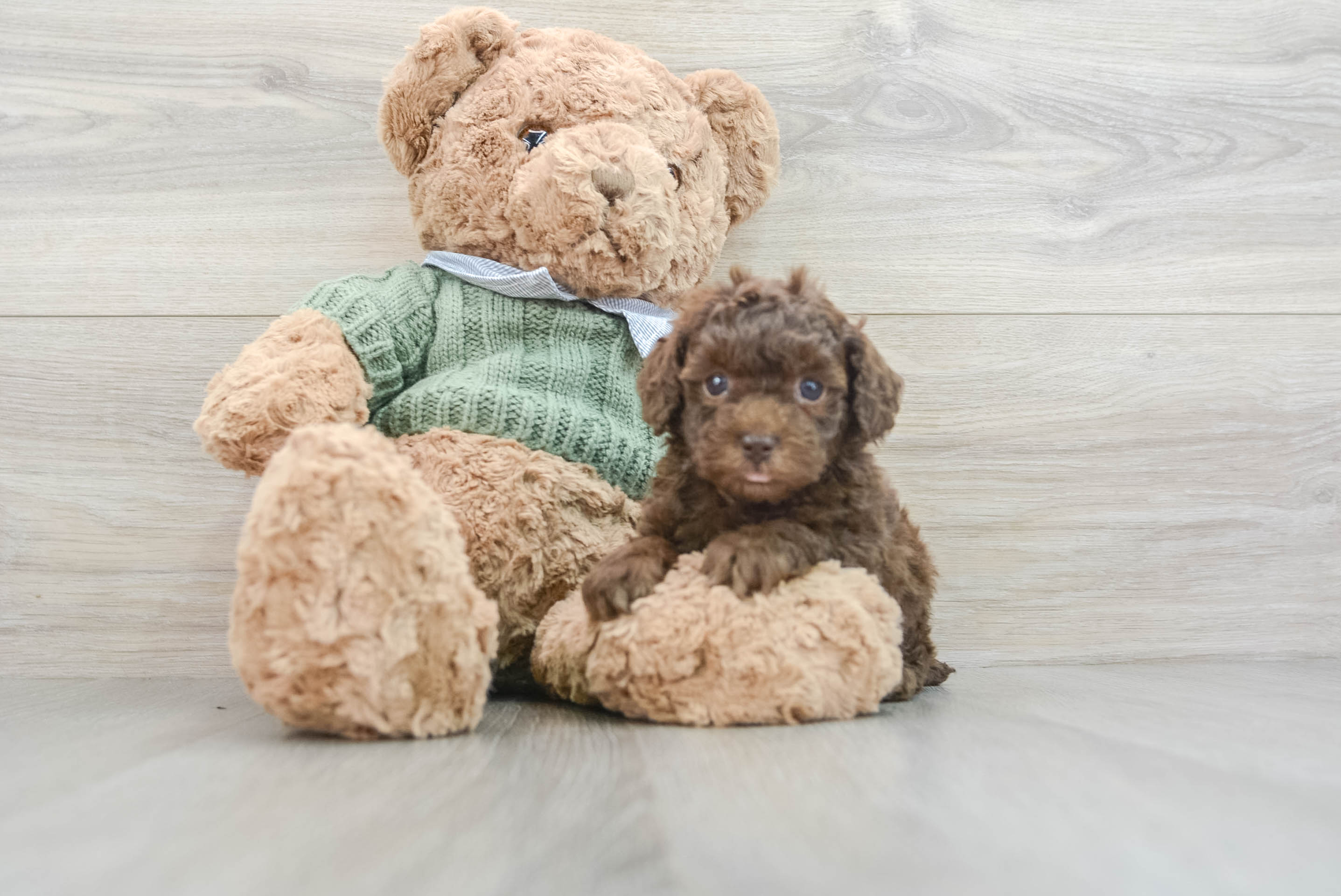 Best Poodle Baby