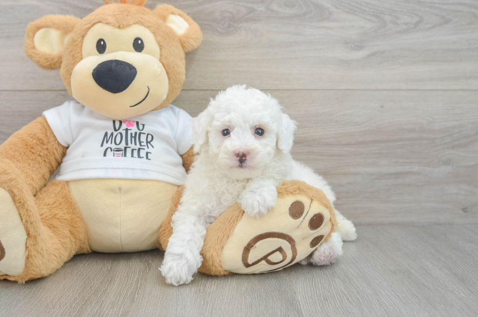 6 week old Poodle Puppy For Sale - Premier Pups