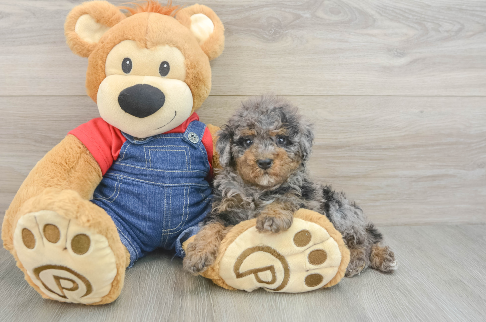 6 week old Poodle Puppy For Sale - Premier Pups