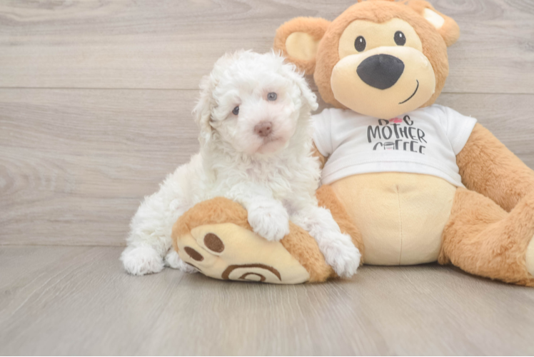 Poodle Pup Being Cute