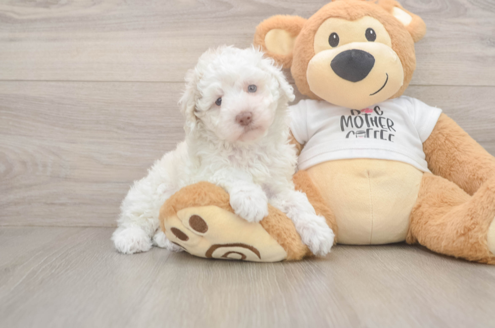 5 week old Poodle Puppy For Sale - Premier Pups