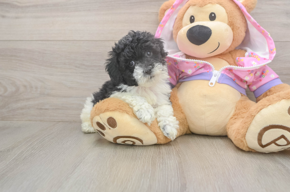5 week old Poodle Puppy For Sale - Premier Pups