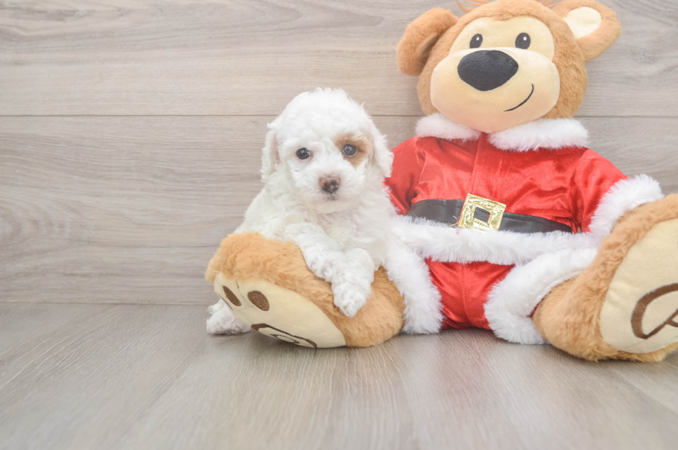 5 week old Poodle Puppy For Sale - Premier Pups