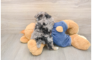 Sweet Caniche Purebred Puppy