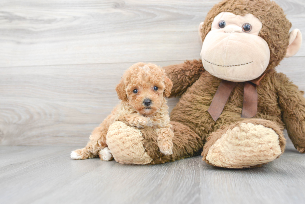 Poodle Pup Being Cute