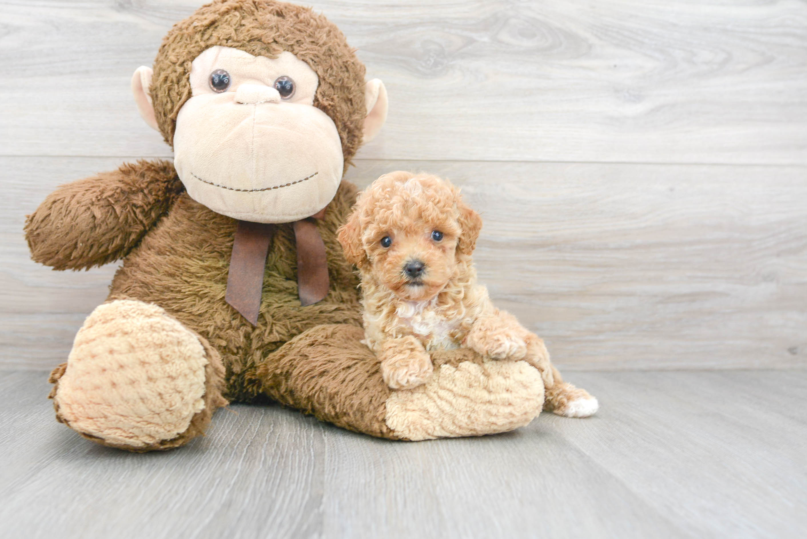 Akc Registered Poodle Purebred Pup