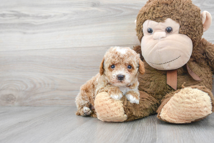 Poodle Puppy for Adoption
