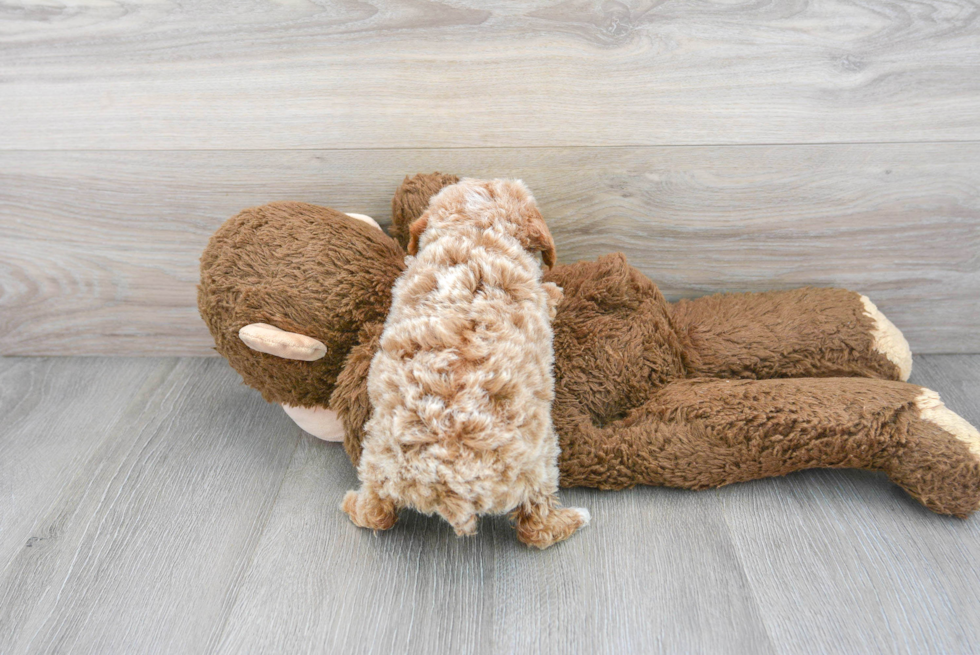 Akc Registered Poodle Purebred Pup