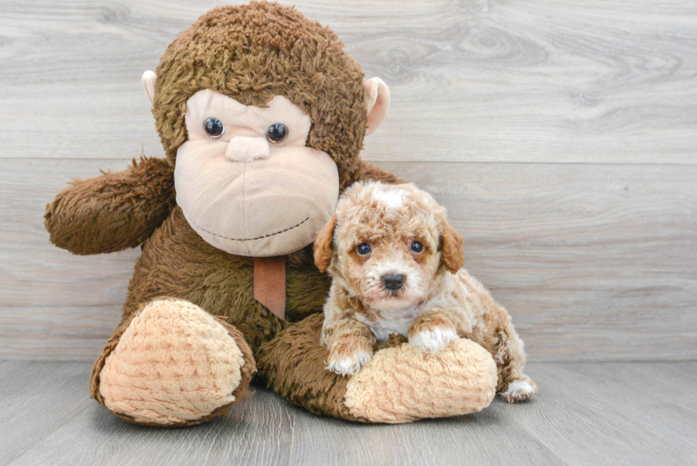 Best Poodle Baby