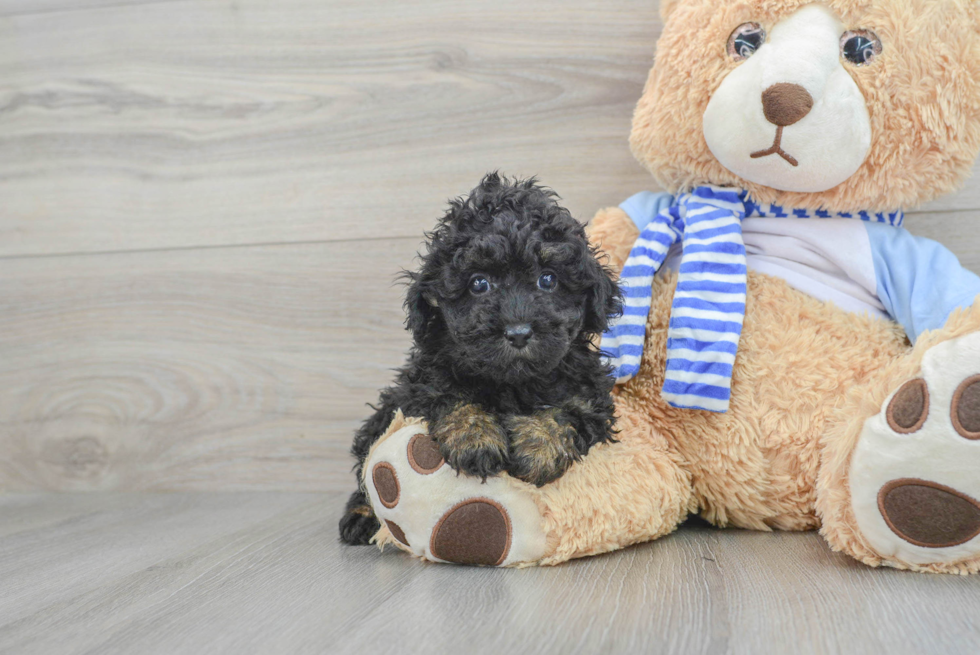 Hypoallergenic Poodle Purebred Pup