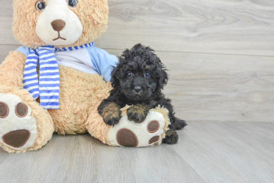 Friendly Poodle Purebred Pup