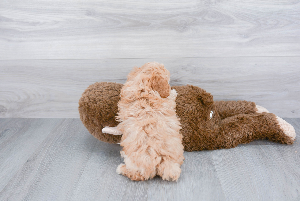 Adorable Pudle Purebred Puppy