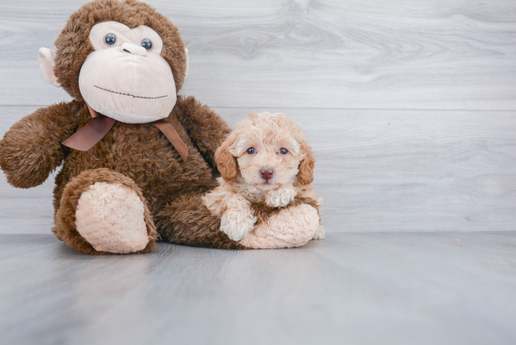 Poodle Pup Being Cute