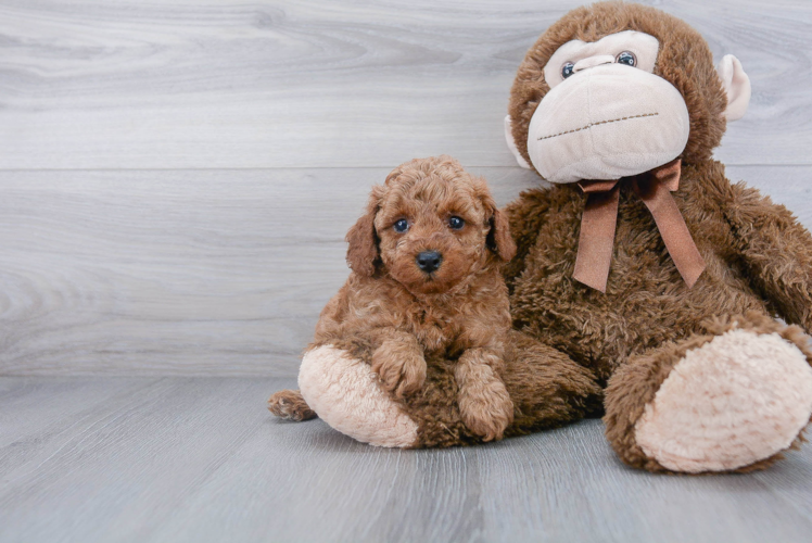 Poodle Pup Being Cute