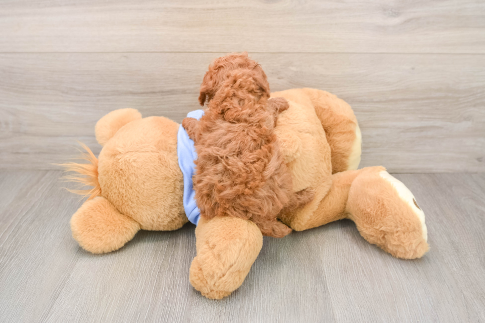 Funny Poodle Baby
